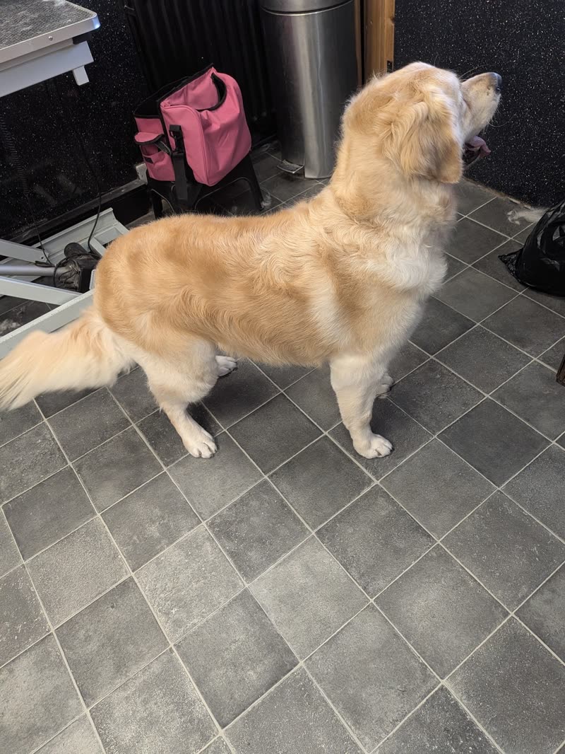 Long-haired golden dog standing in the grooming room beside the grooming equipment