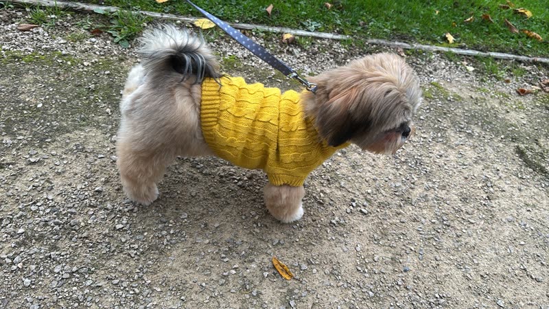 Small grey and white dog in a yellow knitted jumper out on a lead on a gravel path