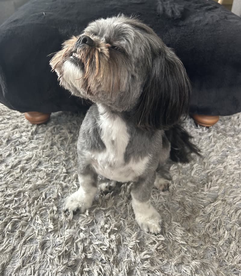 Grey and white Shih Tzu sitting on a rug showing its finished clip