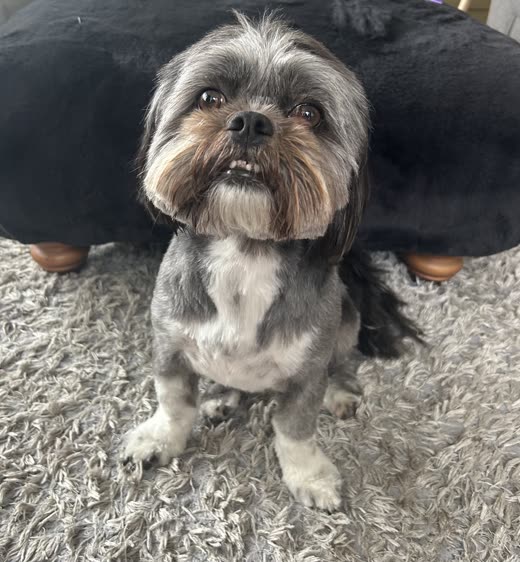 Close front-on view of a groomed grey and white Shih Tzu showing a tidy face trim and clean paws