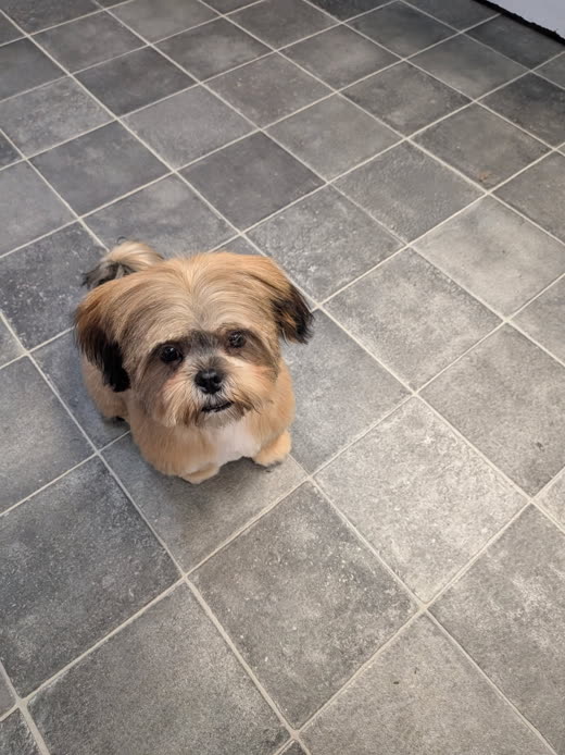 Freshly groomed tan and black Shih Tzu type dog sitting on the salon floor looking up