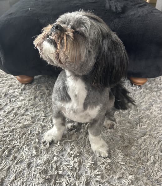 Grey and white Shih Tzu sitting upright after a groom, clipped body and long ears