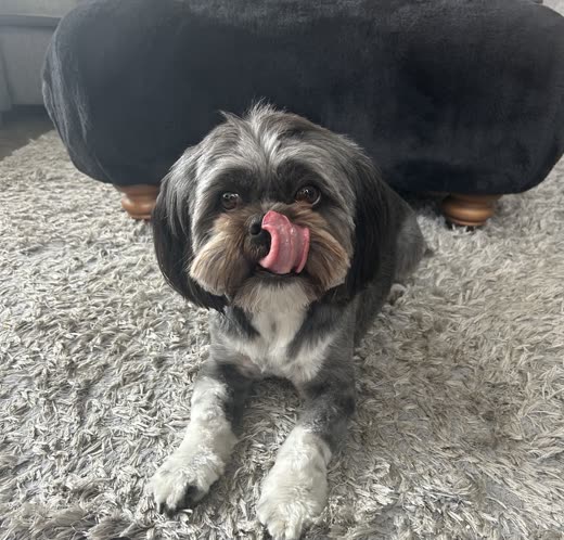 Groomed black, grey and white Shih Tzu lying on a cream rug facing the camera