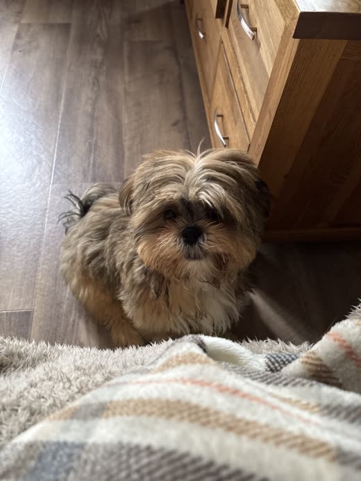 Shaggy, ungroomed brown dog standing on a wooden floor before its groom